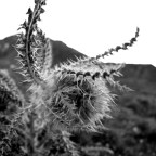 Thistles