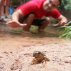 Frogpole