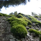 Moss
