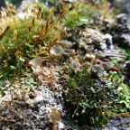 Lichen